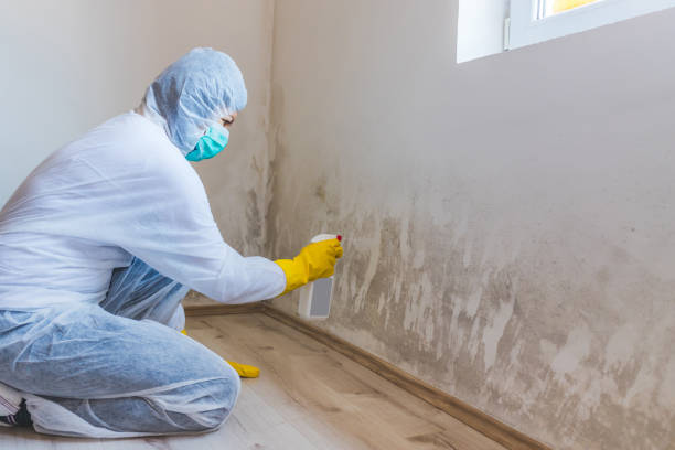 Best Attic Mold Removal  in Selah, WA
