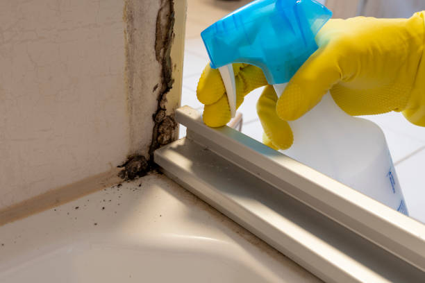 Certified Mold Removal in Selah, WA