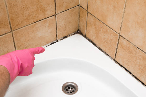 Best Home Mold Removal  in Selah, WA
